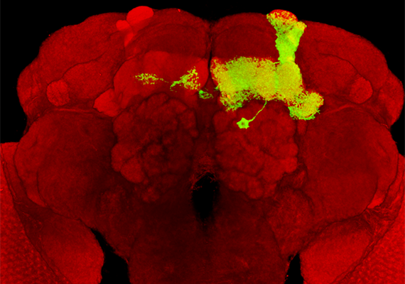 一顆就填滿蕈狀體的DPM神經</br>(A single DPM Neuron fills the whole mushroom body)