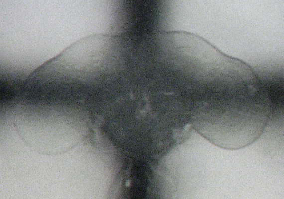 在FocusClear中的果蠅腦組織，可看到下面的十字。</br>(Fly brain tissue in FocusClear,on a cross mark)