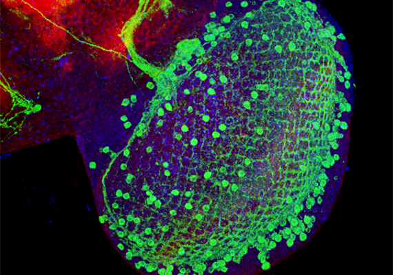 果蠅視覺葉中的部份投射神經</br> ( Some projection neurons in the optical lobe)