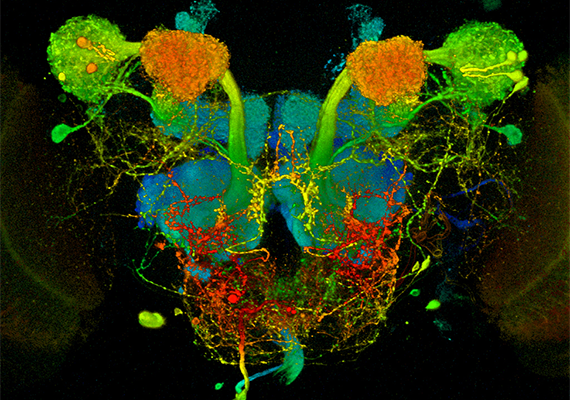 GH146所表現的神經份佈</br> (Neurons expressing GH146)